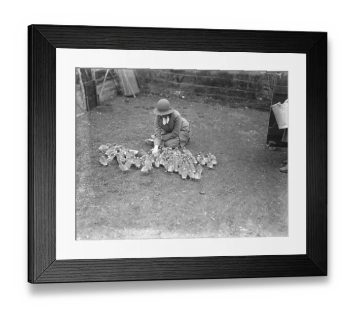 Framed Print : Lady Rosabelle Brand on her duck farm at Littledene near Lewes, Sussex Framed Print : Lady Rosabelle Brand on her duck farm at Littledene near Lewes, Sussex