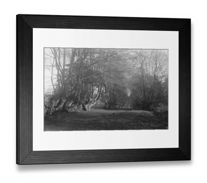 Framed Print : Balcombe Forest Framed Print : Balcombe Forest