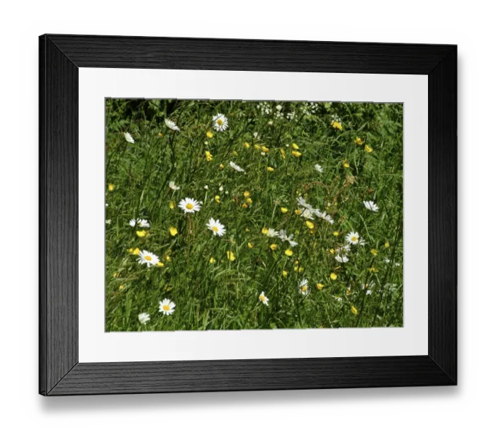 Framed Print : Daisies and buttercups in long grass in churchyard. Sussex, England UK credit