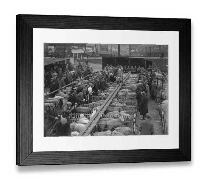 Framed Print : A Typical Market Scene Sevenoaks christmas fat stock show 14 December 1931 Framed Print : A Typical Market Scene Sevenoaks christmas fat stock show 14 December 1931