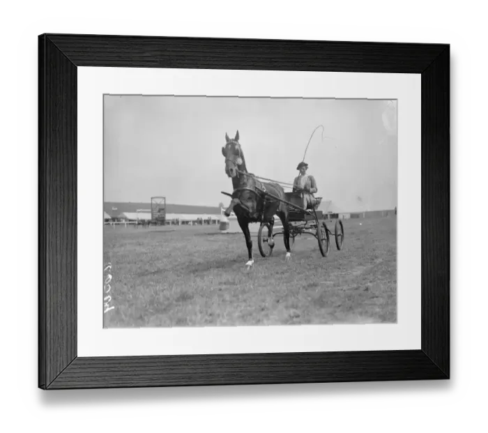 Framed Print : Miss Black driving Mr Bertram Mills, which took first prize at a horse show an gymkhana Framed Print : Miss Black driving Mr Bertram Mills, which took first prize at a horse show an gymkhana
