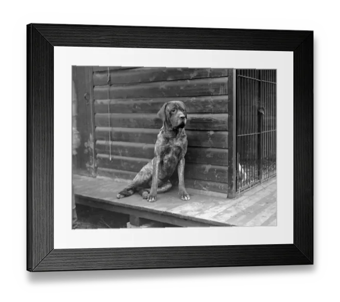 Framed Print : At Mrs Olivers Mastif Kennels at Hellingly East Sussex. Robert Of Hellingly 1931 Framed Print : At Mrs Olivers Mastif Kennels at Hellingly East Sussex. Robert Of Hellingly 1931
