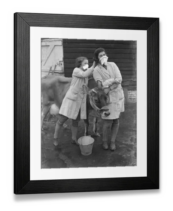 Framed Print : Sussex dairy maids in masks. Keeping milk germ-free. To keep milk supplies germ-free Framed Print : Sussex dairy maids in masks. Keeping milk germ-free. To keep milk supplies germ-free
