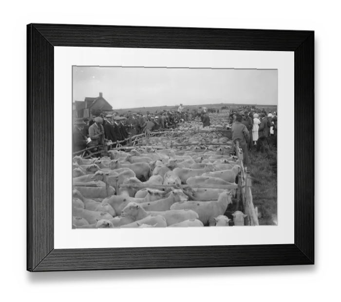 Framed Print : Plenty of Mutton. 10, 500 sheep were offered for sale at Lewes, Sussex, when Framed Print : Plenty of Mutton. 10, 500 sheep were offered for sale at Lewes, Sussex, when