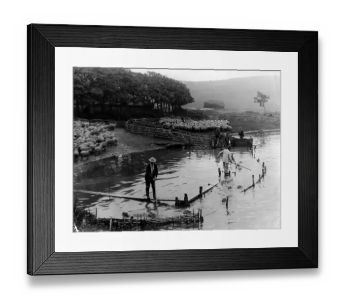Framed Print : Typical Downland Country, Shewing sheep being washed in the Cuckmere River Sussex Framed Print : Typical Downland Country, Shewing sheep being washed in the Cuckmere River Sussex