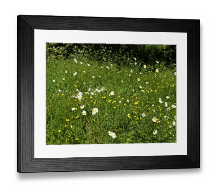 Framed Print : Daisies and buttercups in long grass in churchyard. Sussex, England UK credit Framed Print : Daisies and buttercups in long grass in churchyard. Sussex, England UK credit