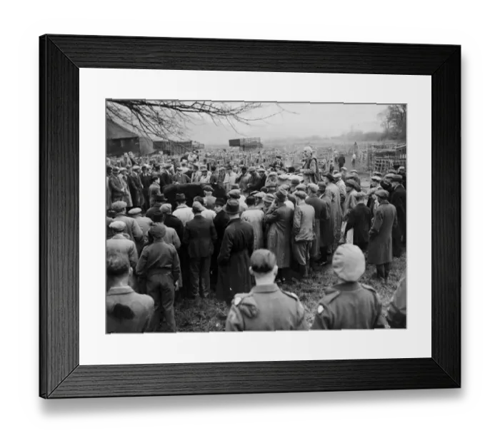 Framed Print : Traditional Christmas Cattle Fair. At Battle, Sussex, they held the cattle Fair where Framed Print : Traditional Christmas Cattle Fair. At Battle, Sussex, they held the cattle Fair where
