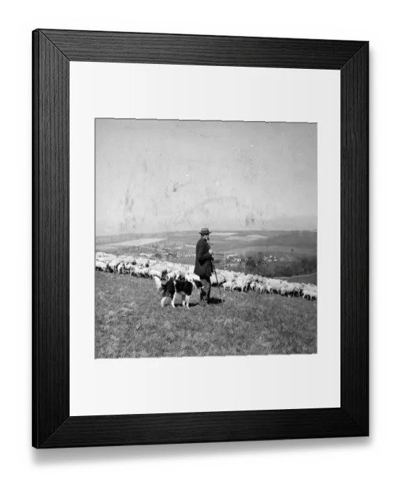 Framed Print : Sheep farming on the Sussex Downs near Rottingdean 1946 Framed Print : Sheep farming on the Sussex Downs near Rottingdean 1946