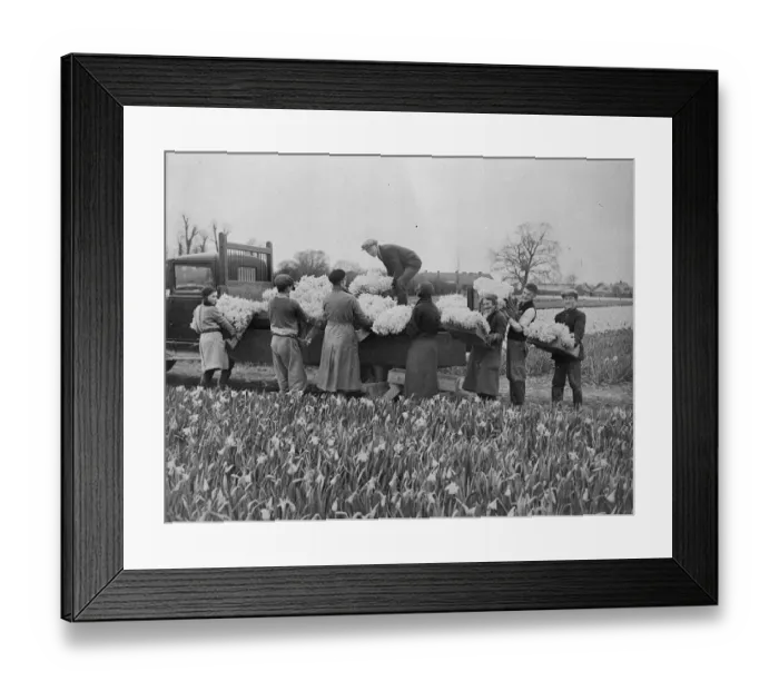 Framed Print : Wonderful daffodil crop harvested in for Easter market. Harvesting daffodils near Chichester