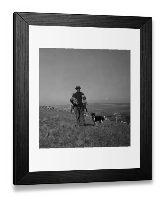 Framed Print : Sheep farming on the Sussex Downs near Rottingdean 1946