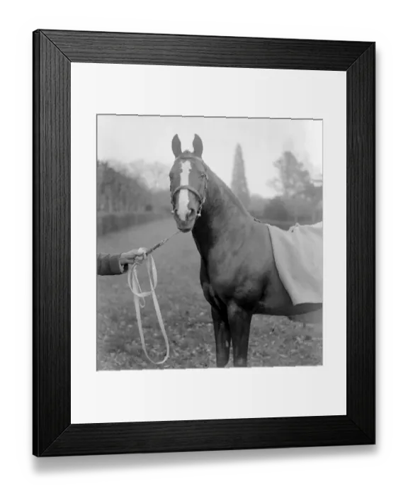 Framed Print : Lady Wentworths Champion Arab Rasin at Crabbet Park Stud Sussex 17 March 1923