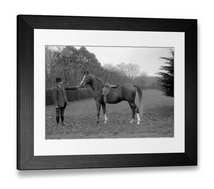Framed Print : Lady Wentworths Champion Arab Rasin at Crabbet Park Stud Sussex 17 March 1923