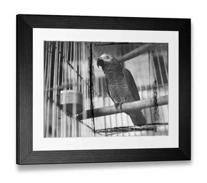 Framed Print : The thousand pounds look. On show at the Royal Horticultural Hall (London) today Framed Print : The thousand pounds look. On show at the Royal Horticultural Hall (London) today