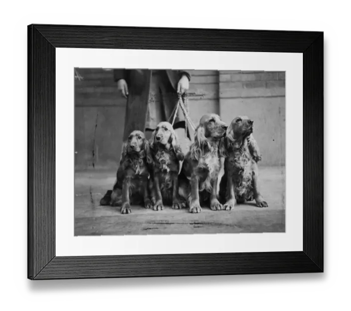 Framed Print : The London Cocker Spaniel societys championship show, held today at the Royal horticultural Hall Framed Print : The London Cocker Spaniel societys championship show, held today at the Royal horticultural Hall