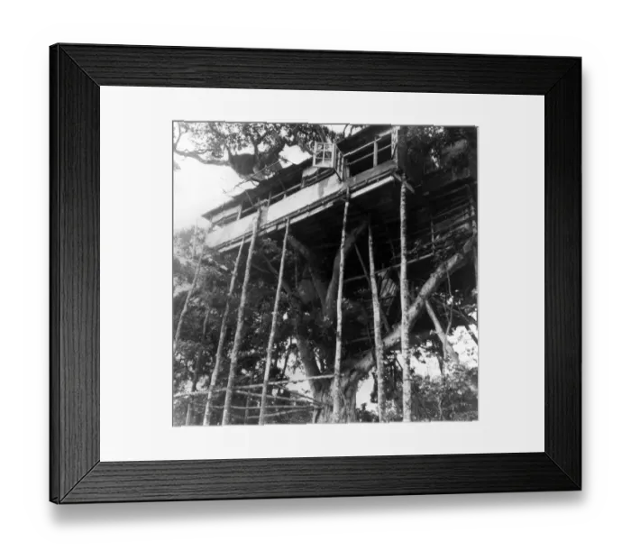 Framed Print : The famous Treetops House in Nairobi where Princess Elizabeth and the Duke of Edinburgh Framed Print : The famous Treetops House in Nairobi where Princess Elizabeth and the Duke of Edinburgh
