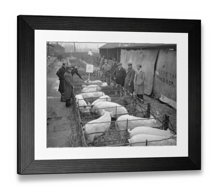 Framed Print : Kings livestock auctioned at Slough christmas show. Pet stock from the Royal