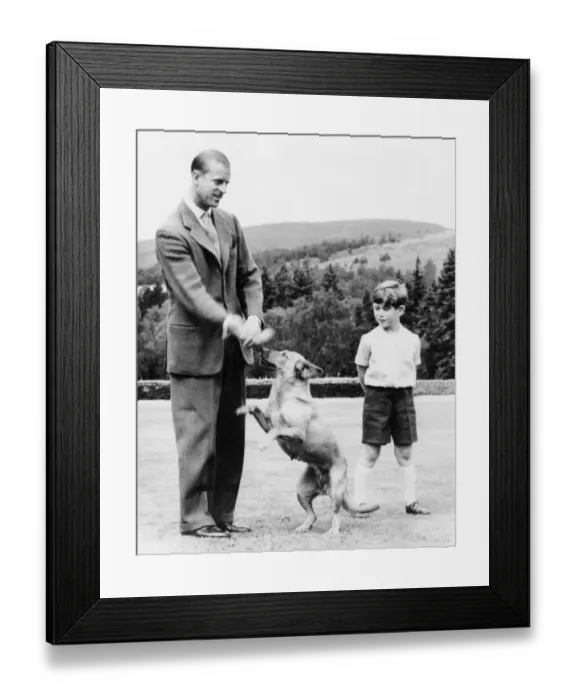 Framed Print : Prince Charles looks on as the HRH Duke of Edinburghs dog Candy plays with his Framed Print : Prince Charles looks on as the HRH Duke of Edinburghs dog Candy plays with his