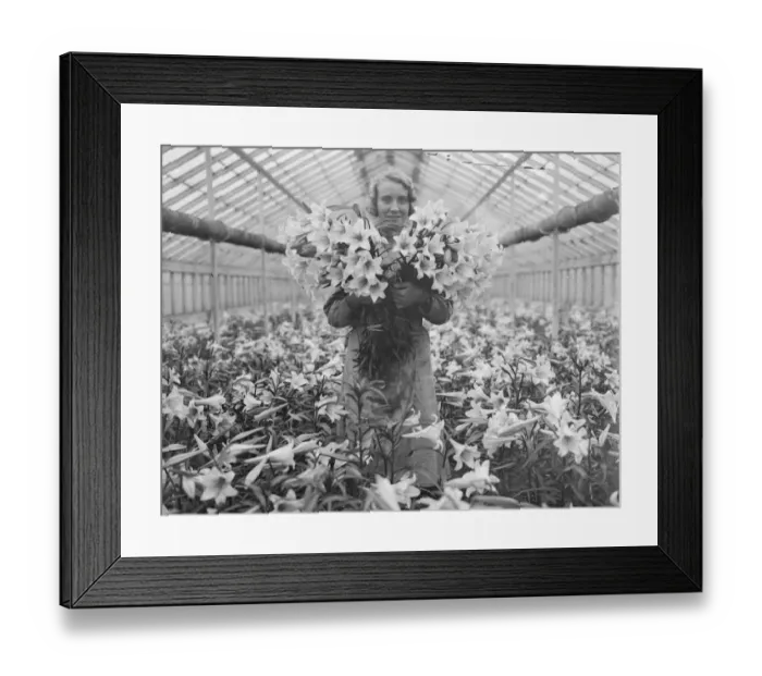 Framed Print : Lilies for Princess Marinas wedding bouquet, grown in Hampton by the Worshipful Framed Print : Lilies for Princess Marinas wedding bouquet, grown in Hampton by the Worshipful