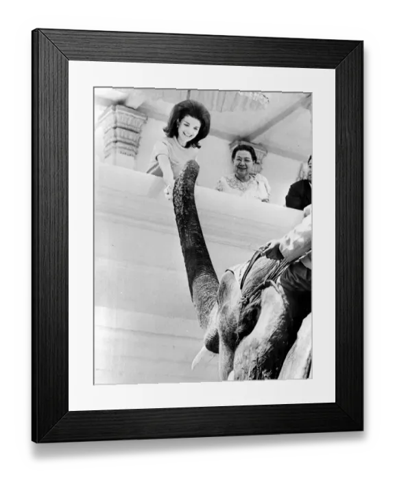 Framed Print : Phnom Penh : Mrs John. F. Kennedy gleefully feeds a Royal Elephant at the Khemarin