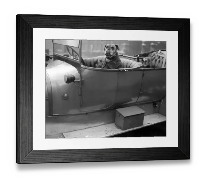 Framed Print : Bully (the mascot of the Royal Flying Corps). 20 October 1917 Framed Print : Bully (the mascot of the Royal Flying Corps). 20 October 1917