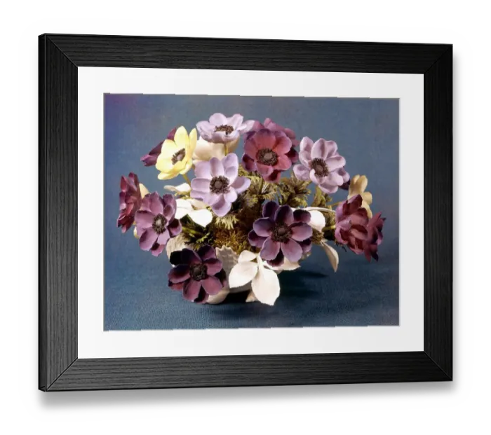 Framed Print : Royal Worcester Porcelain Anemones Framed Print : Royal Worcester Porcelain Anemones