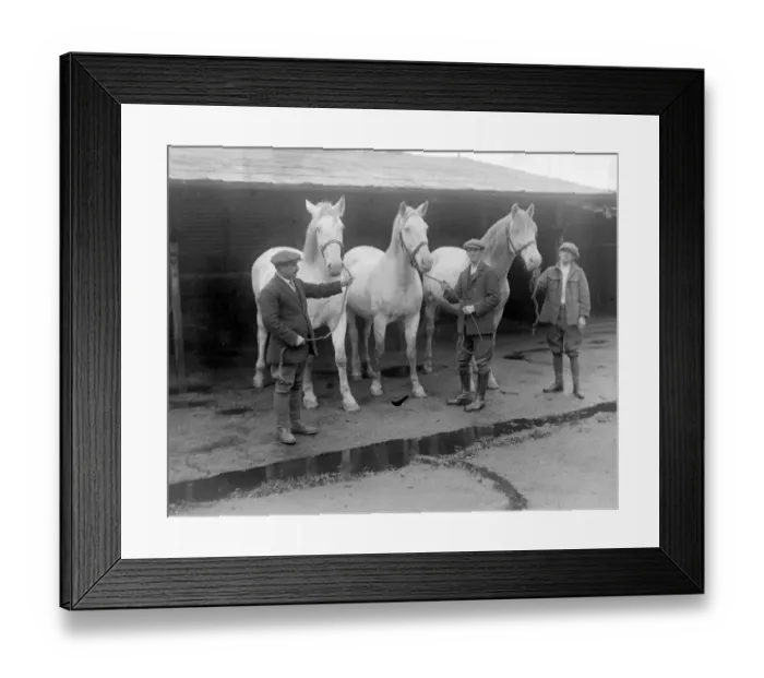 Framed Print : The Royal Creams at Arborfield Remount Deport Kaiserin, Margaret and Union. 6 October
