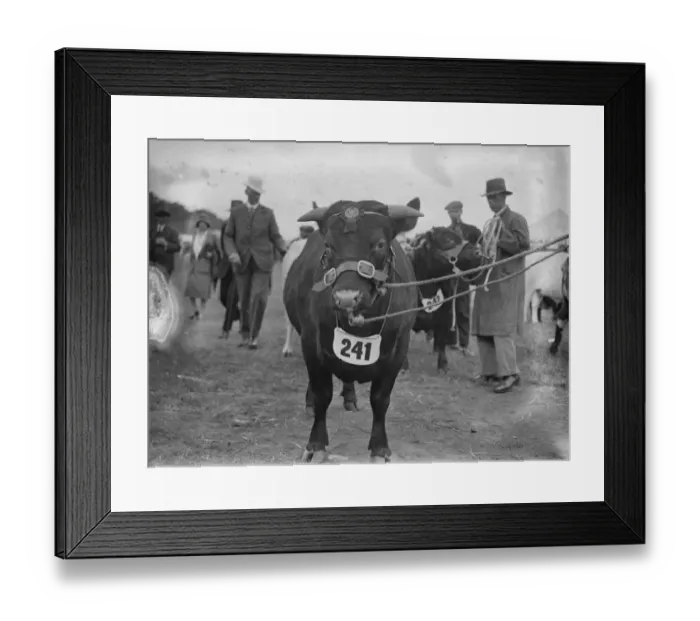 Framed Print : The Royal Counties Show at Salisbury. His Majesty the Kings 1st prize winning shorthorn bull Framed Print : The Royal Counties Show at Salisbury. His Majesty the Kings 1st prize winning shorthorn bull