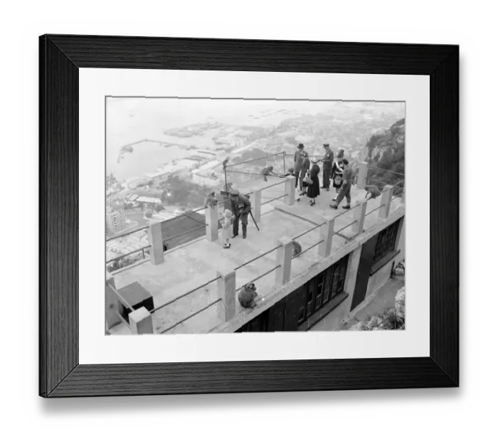 Framed Print : Princess Anne seen handing a nut to one of the apes while others get ready for a royal titbit Framed Print : Princess Anne seen handing a nut to one of the apes while others get ready for a royal titbit