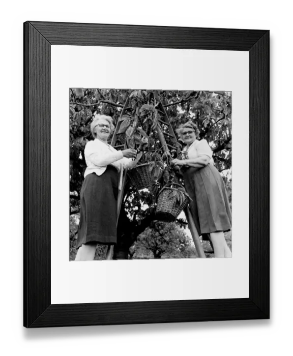 Framed Print : Mrs P Worrell (left) and Mrs H Finnis cherry picking at an orchard at Pick Hill, Tenterden Framed Print : Mrs P Worrell (left) and Mrs H Finnis cherry picking at an orchard at Pick Hill, Tenterden