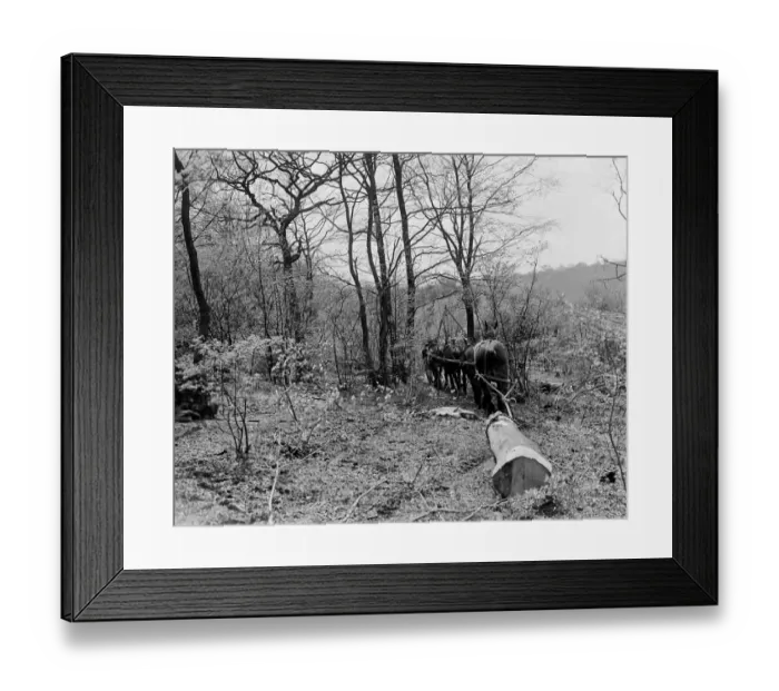 Framed Print : Tree felling. Stockbury. Kent 1937