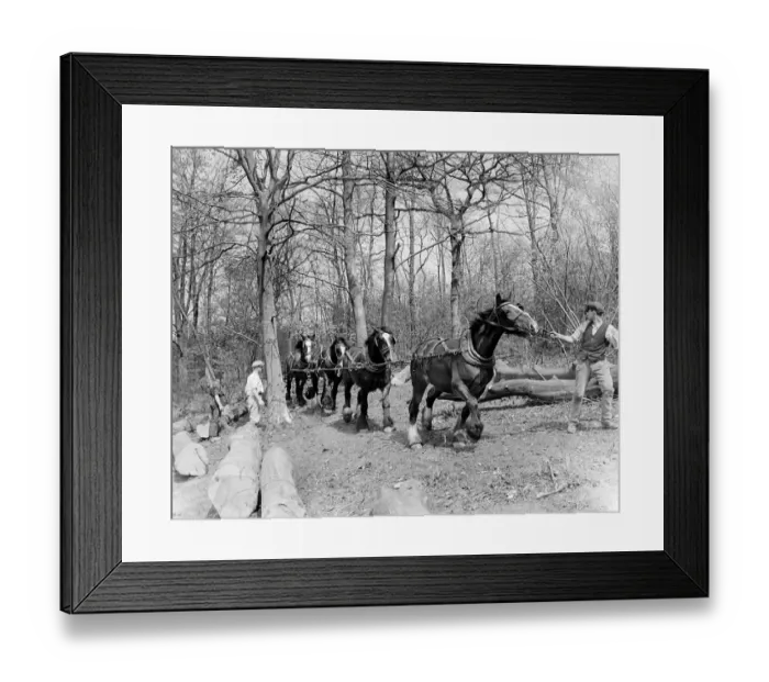 Framed Print : Tree felling. Stockbury. Kent 1937