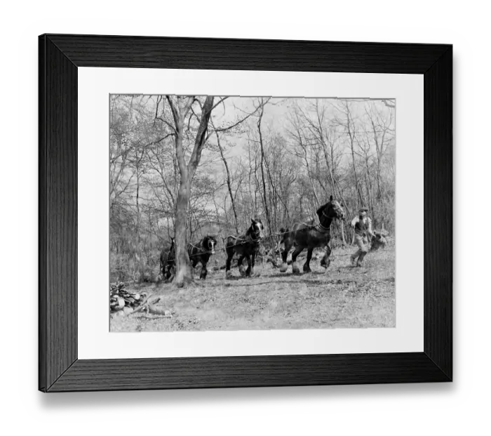 Framed Print : Tree felling. Stockbury. Kent 1937
