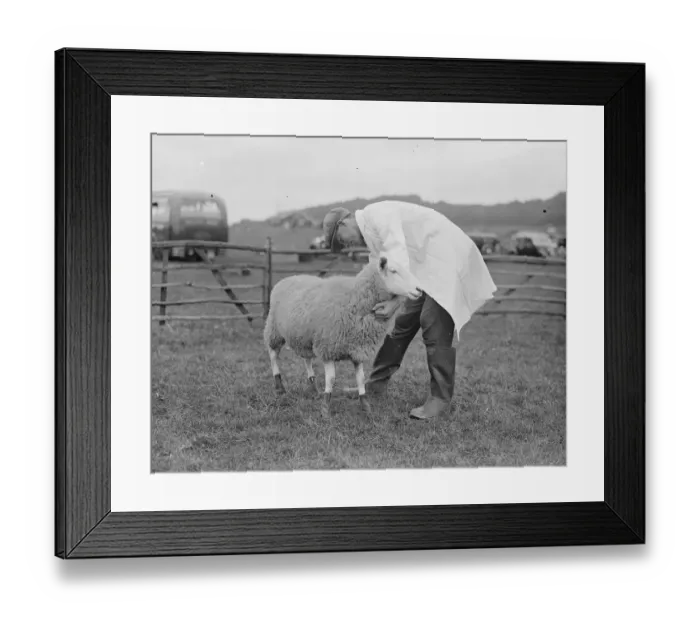 Framed Print : Demonstrations at Wye Agriculture College of the new Dunlop rubber boots with sheep Framed Print : Demonstrations at Wye Agriculture College of the new Dunlop rubber boots with sheep