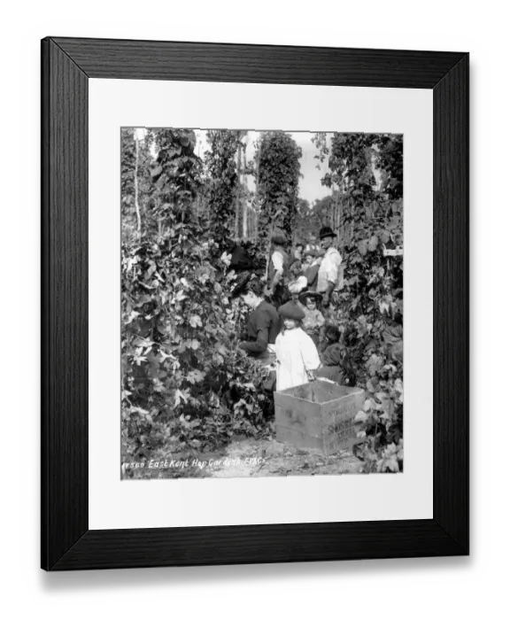 Framed Print : Hop pickers c 1901 Kent