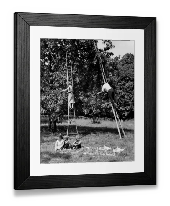 Framed Print : Cherry picking at a farm near Goudhurst in the vale of Kent 13th June 1959 Framed Print : Cherry picking at a farm near Goudhurst in the vale of Kent 13th June 1959