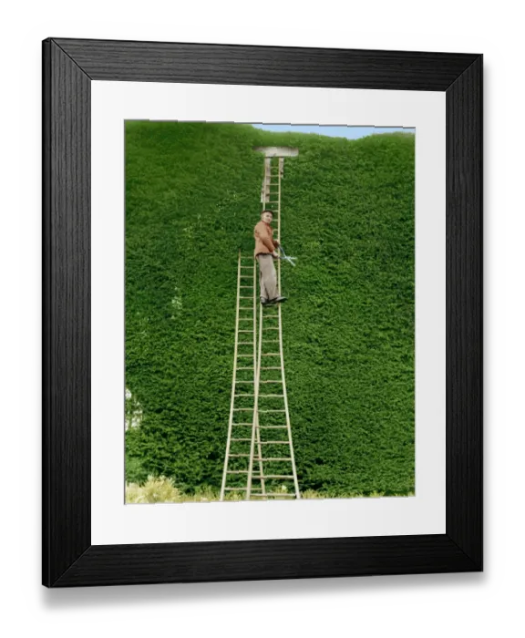 Framed Print : A tall job for Joseph Brigden, 75 as he gives the yearly trim to a giant yew tree