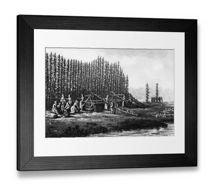 Framed Print : Hop picking 200 years ago Hop gathering - old style - is pictured in this eighteenth Framed Print : Hop picking 200 years ago Hop gathering - old style - is pictured in this eighteenth
