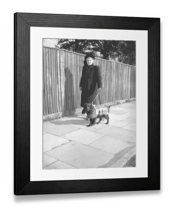 Framed Print : What a dog has to put up with... seems to be the thoughts of Major, a spaniel owned by Mrs Framed Print : What a dog has to put up with... seems to be the thoughts of Major, a spaniel owned by Mrs