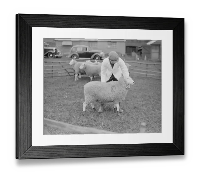 Framed Print : Demonstrations at Wye Agriculture College of the new Dunlop rubber boots with sheep