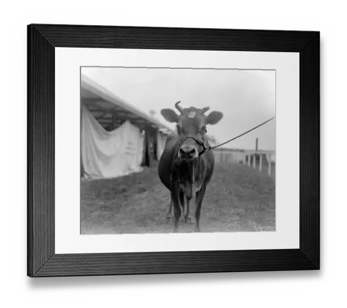 Framed Print : Kent County Show at Ashford - Arkonas Viscountess, Champion Jersey Cow, owned by Sir John B Framed Print : Kent County Show at Ashford - Arkonas Viscountess, Champion Jersey Cow, owned by Sir John B