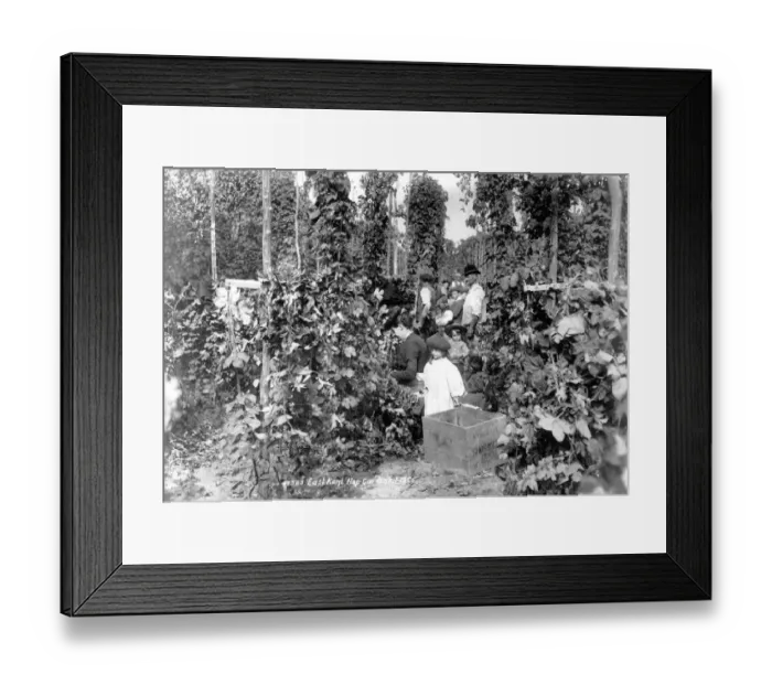 Framed Print : Hop pickers c 1901 Kent