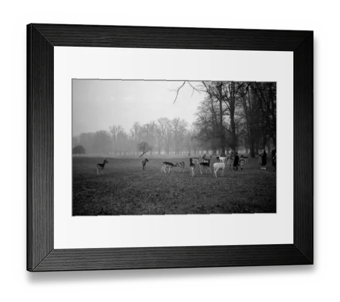 Framed Print : People feeding the deer in Bushy Park, Middlesex, England. 1950s Framed Print : People feeding the deer in Bushy Park, Middlesex, England. 1950s
