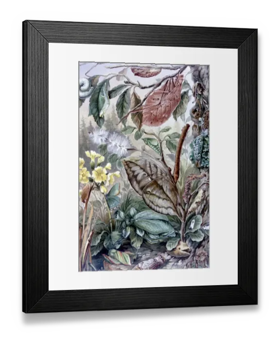 Framed Print : Strange phenomena - Mimicry in insects. Illustration from Richard Lydekkers Royal Natural History Framed Print : Strange phenomena - Mimicry in insects. Illustration from Richard Lydekkers Royal Natural History