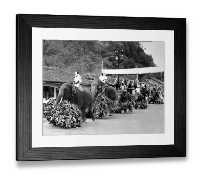 Framed Print : Kandy (Ceylon) Sri Lanka elephants moving with stately tread along the streets leading