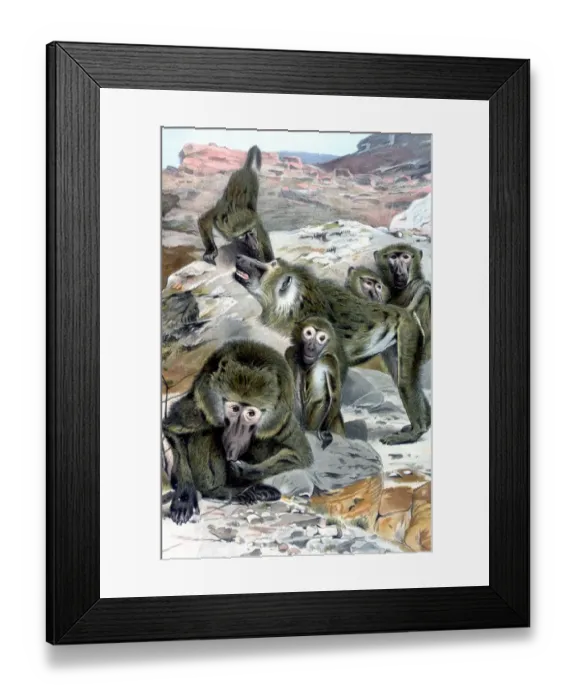 Framed Print : Baboons - illustration from Richard Lydekkers Royal Natural History, 1896 - A TopFoto Framed Print : Baboons - illustration from Richard Lydekkers Royal Natural History, 1896 - A TopFoto