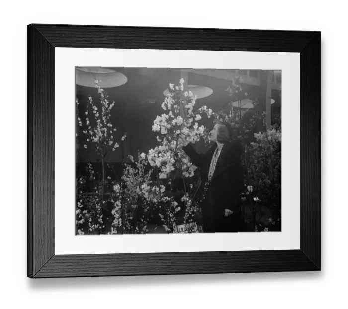 Framed Print : At the Royal Horticultural show at Vincent Square. Admiring a double white Japanese Framed Print : At the Royal Horticultural show at Vincent Square. Admiring a double white Japanese