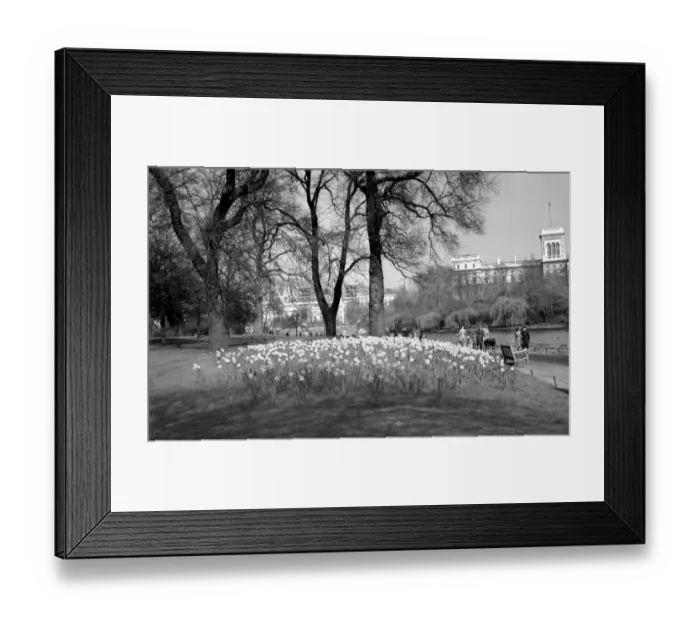 Framed Print : Daffodils in St Jamess Park, London, England. 1950s Framed Print : Daffodils in St Jamess Park, London, England. 1950s