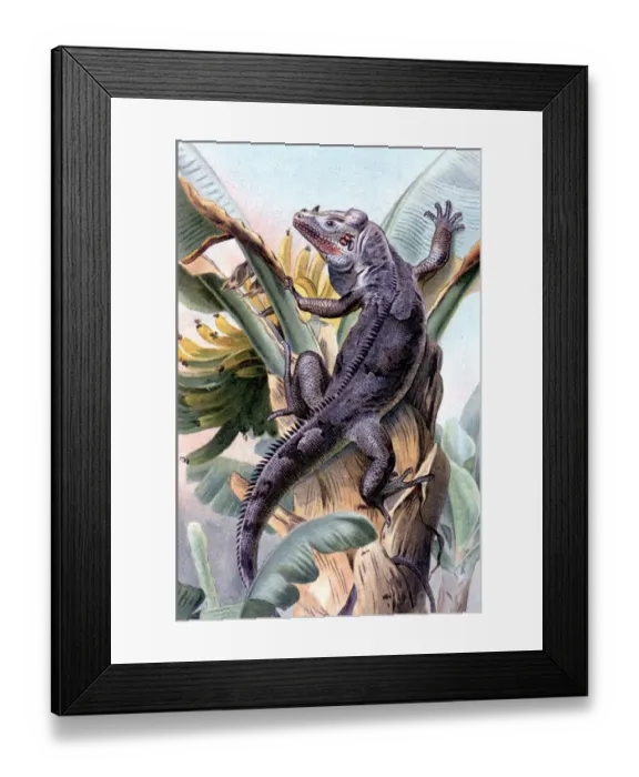 Framed Print : The Black Iguana. Illustration from Richard Lydenkkers Royal Natural History, 1896 Framed Print : The Black Iguana. Illustration from Richard Lydenkkers Royal Natural History, 1896