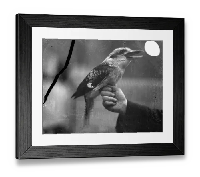 Framed Print : He laughed London!. The kookaburra, a Laughing Jackass opens its beak wide to give Framed Print : He laughed London!. The kookaburra, a Laughing Jackass opens its beak wide to give