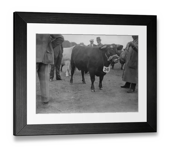 Framed Print : The Royal Counties Show at Salisbury. His Majesty the Kings 1st prize winning shorthorn bull